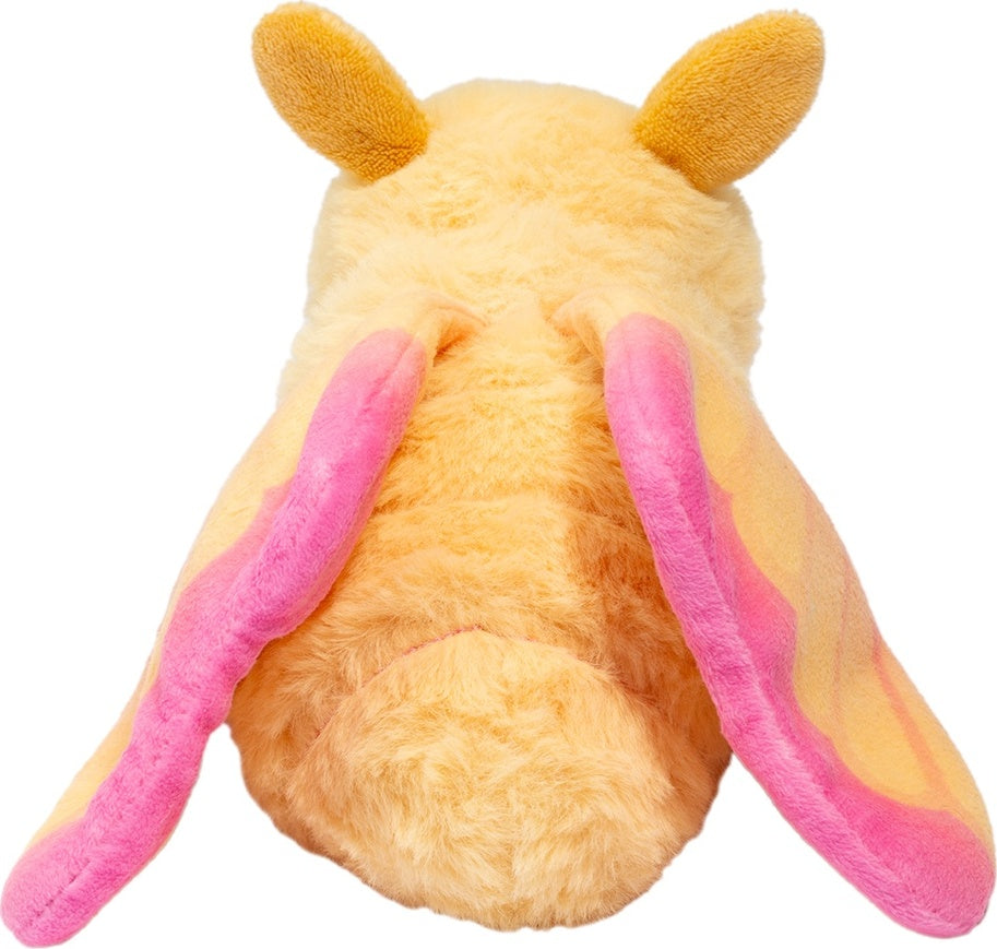 Rosy Maple Moth