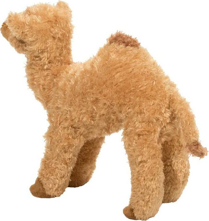 Lawrence Camel