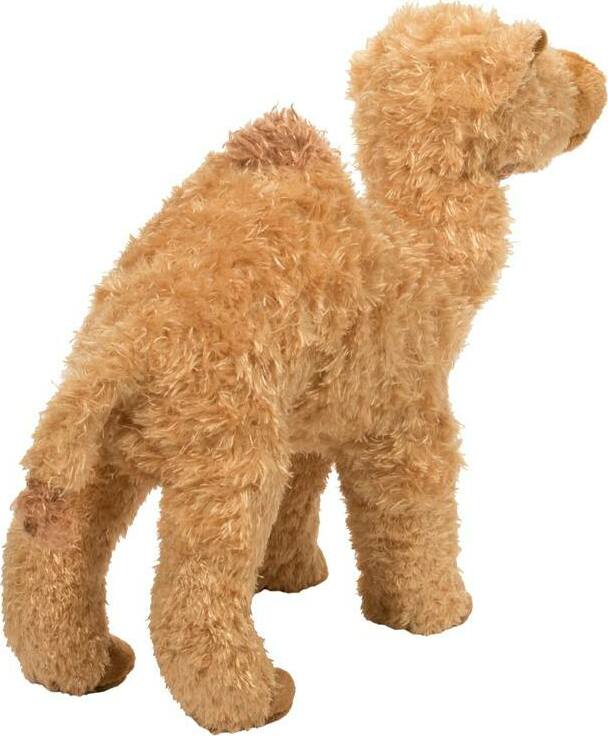 Lawrence Camel