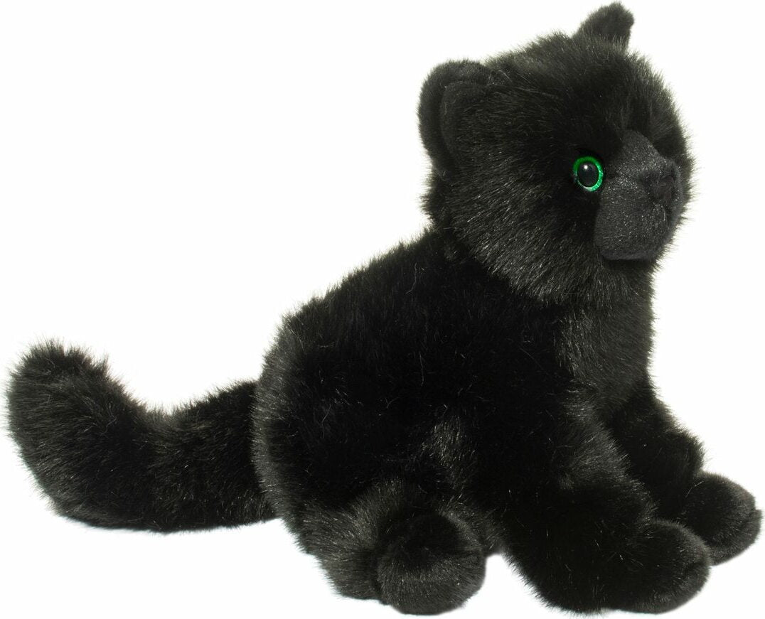 Salem Black Cat