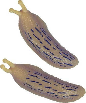 Club Earth Banana Slugfest