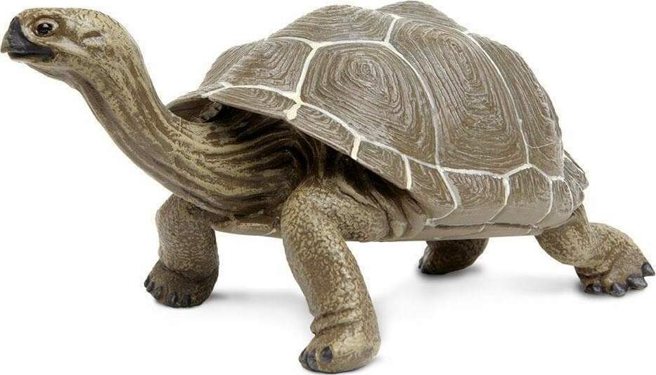 Tortoise Toy