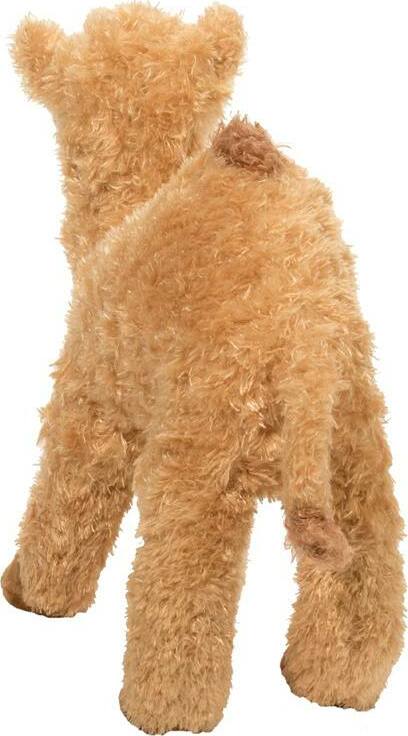 Lawrence Camel