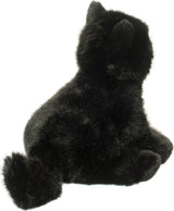 Salem Black Cat