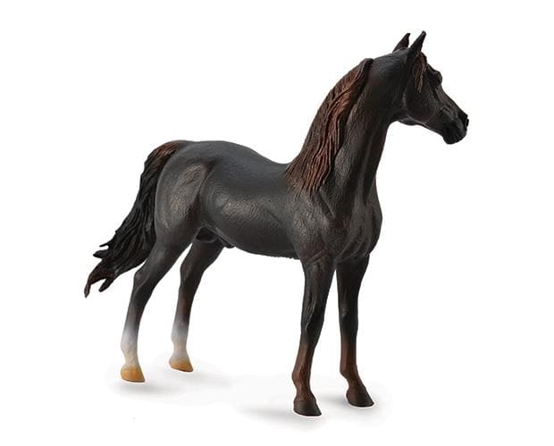 English Horses: Chestnut Morgan Stallion