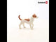 Jack Russell Terrier Figure