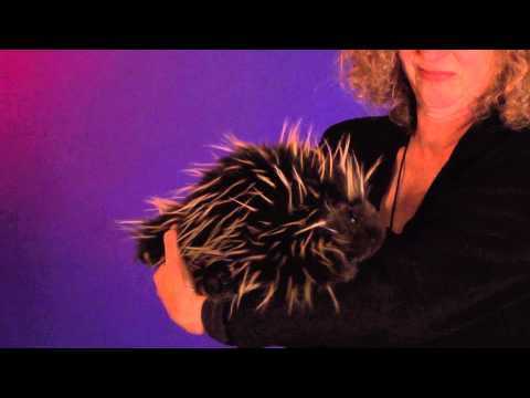 Puppet: Porcupine
