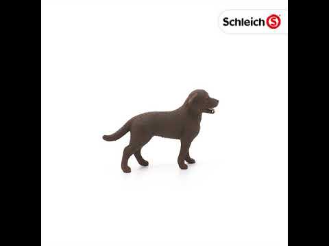 Labrador Female