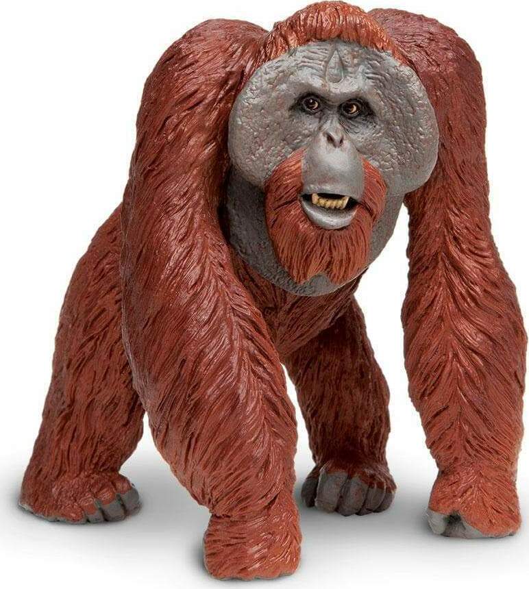 Bornean Orangutan Toy