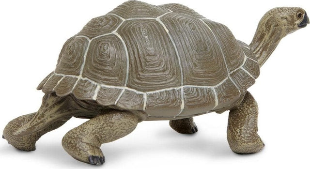 Tortoise Toy