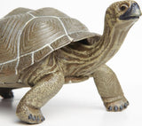 Tortoise Toy