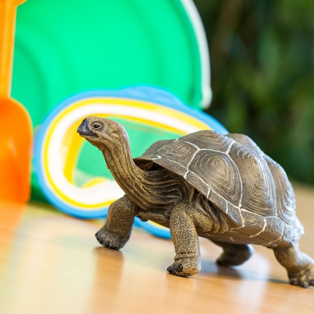 Tortoise Toy