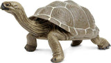 Tortoise Toy