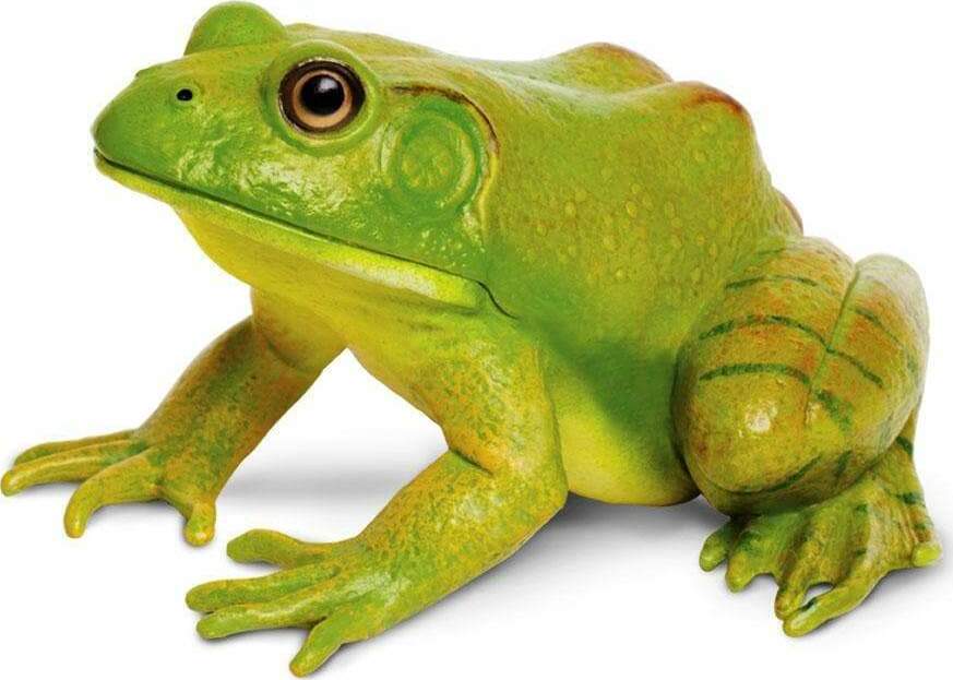 American Bullfrog Toy