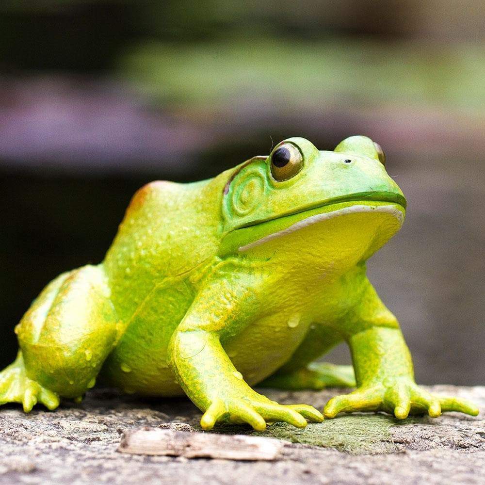 American Bullfrog Toy