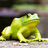 American Bullfrog Toy