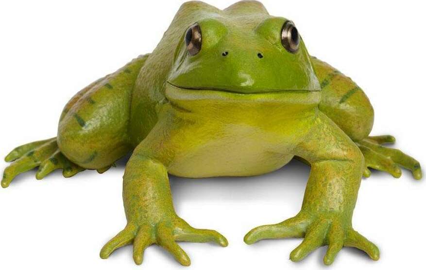 American Bullfrog Toy