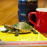Red-Eared Slider Turtle Toy