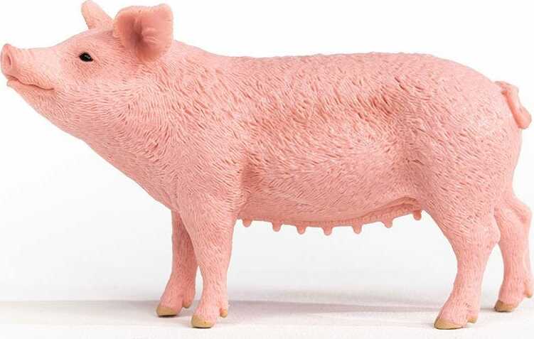 Pig