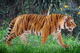 Tiger Male Safari Animal Toy