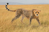 Cheetah Female Safari Animal Toy