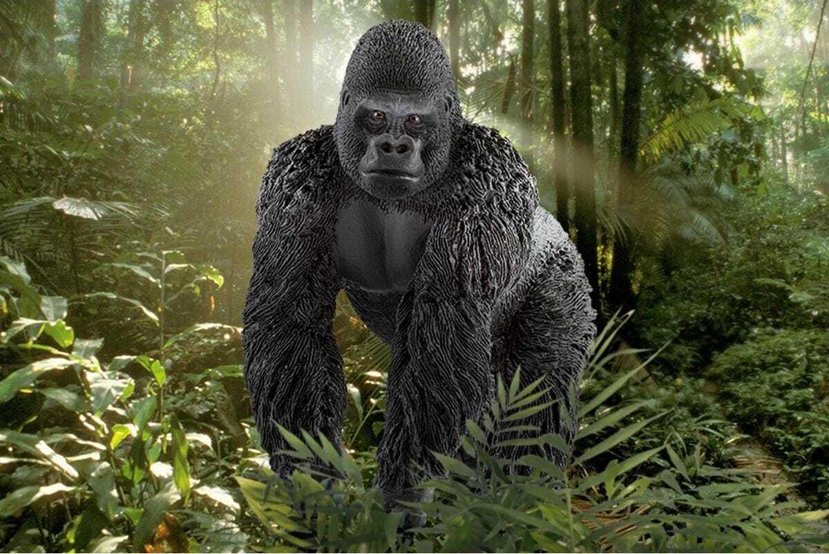 Gorilla, Male