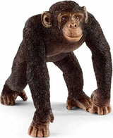 Chimpanzee Male