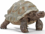 Giant Tortoise