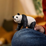 Giant Panda