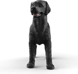 Black Labrador Retriever Female